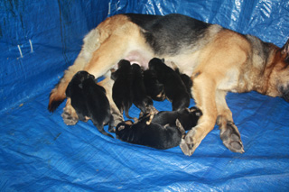 New Litter - August 17, 2011